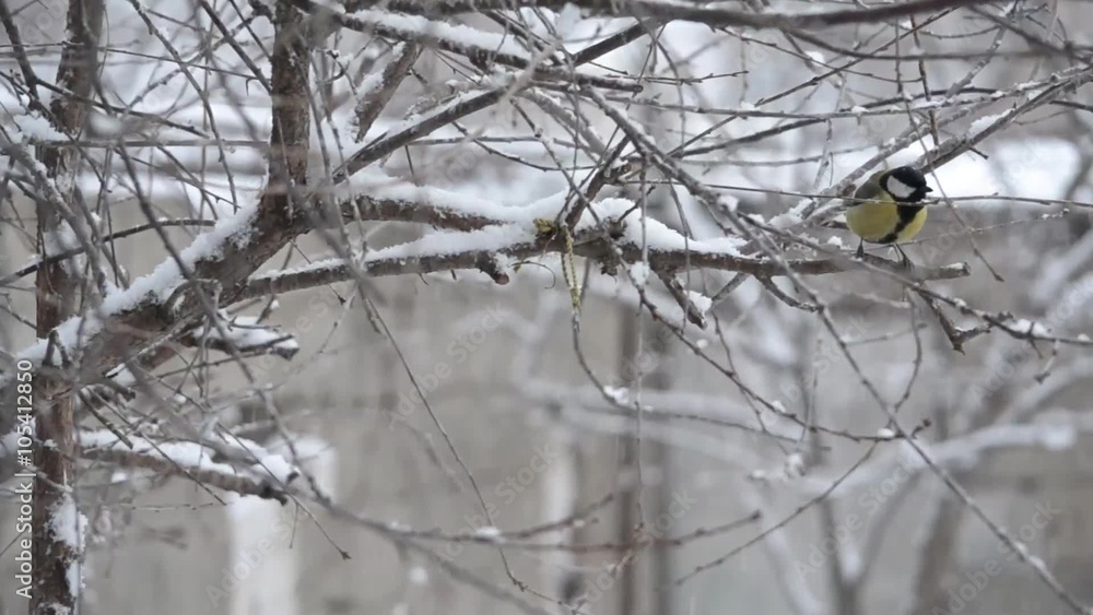 Birds cavort on the eyelids in snowfall Birds cavort on the eyelids in snowfall