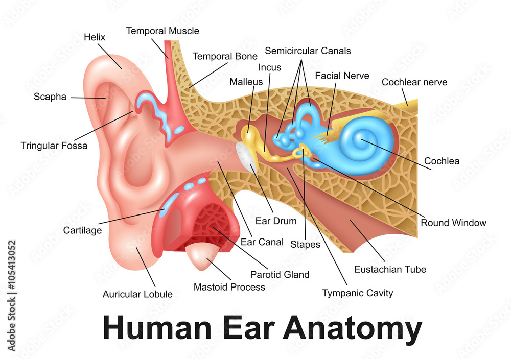 Fototapeta premium Human Ear Detailed Anatomy