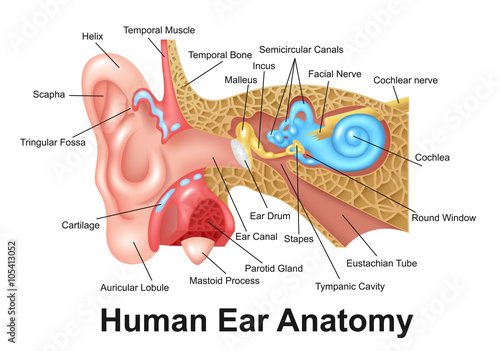 Human Ear Detailed Anatomy