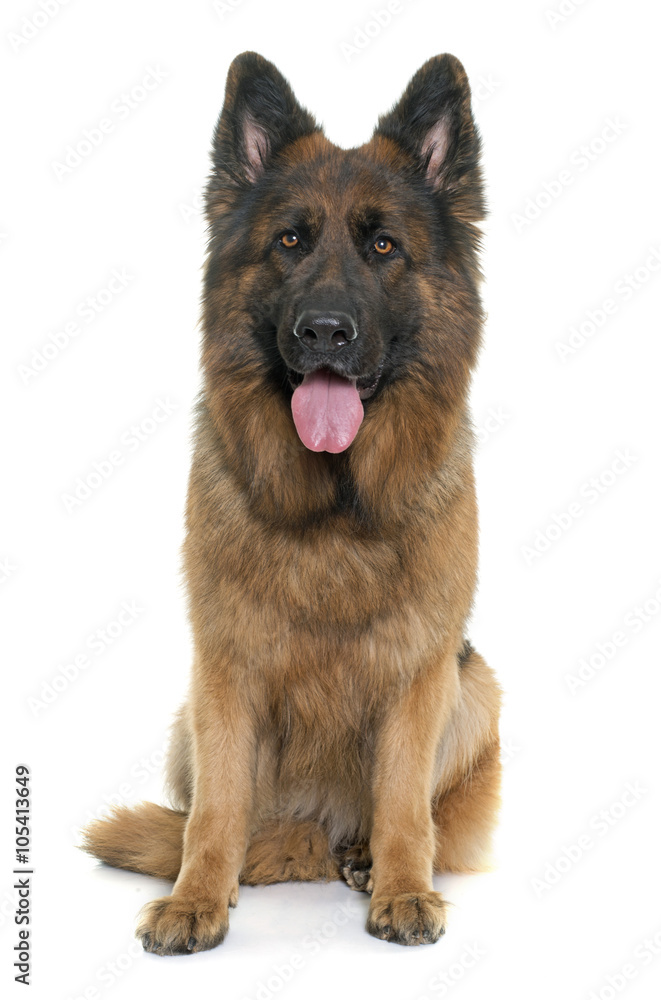 adult german shepherd adult german shepherd