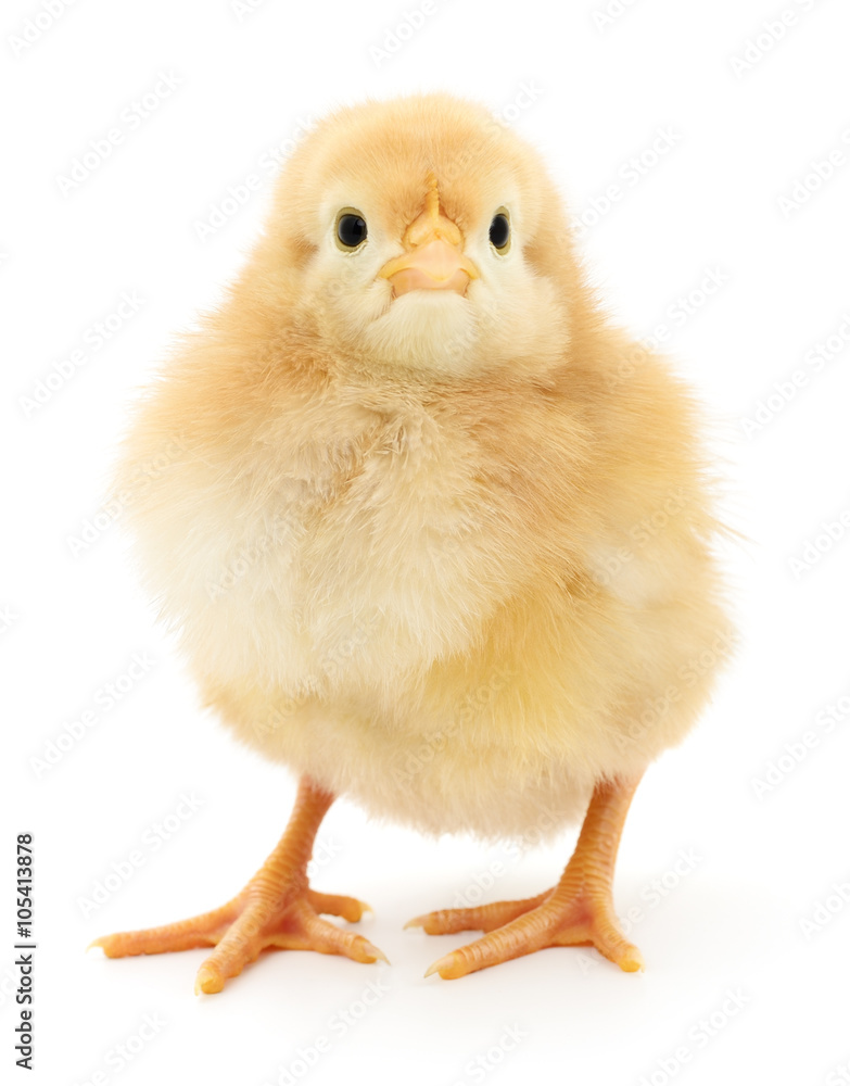 Obraz premium Small yellow chicken