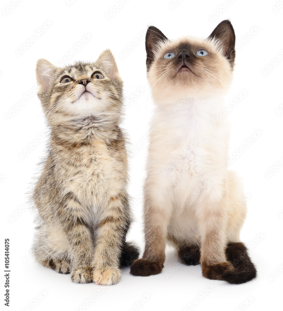 Two small kittens Two small kittens