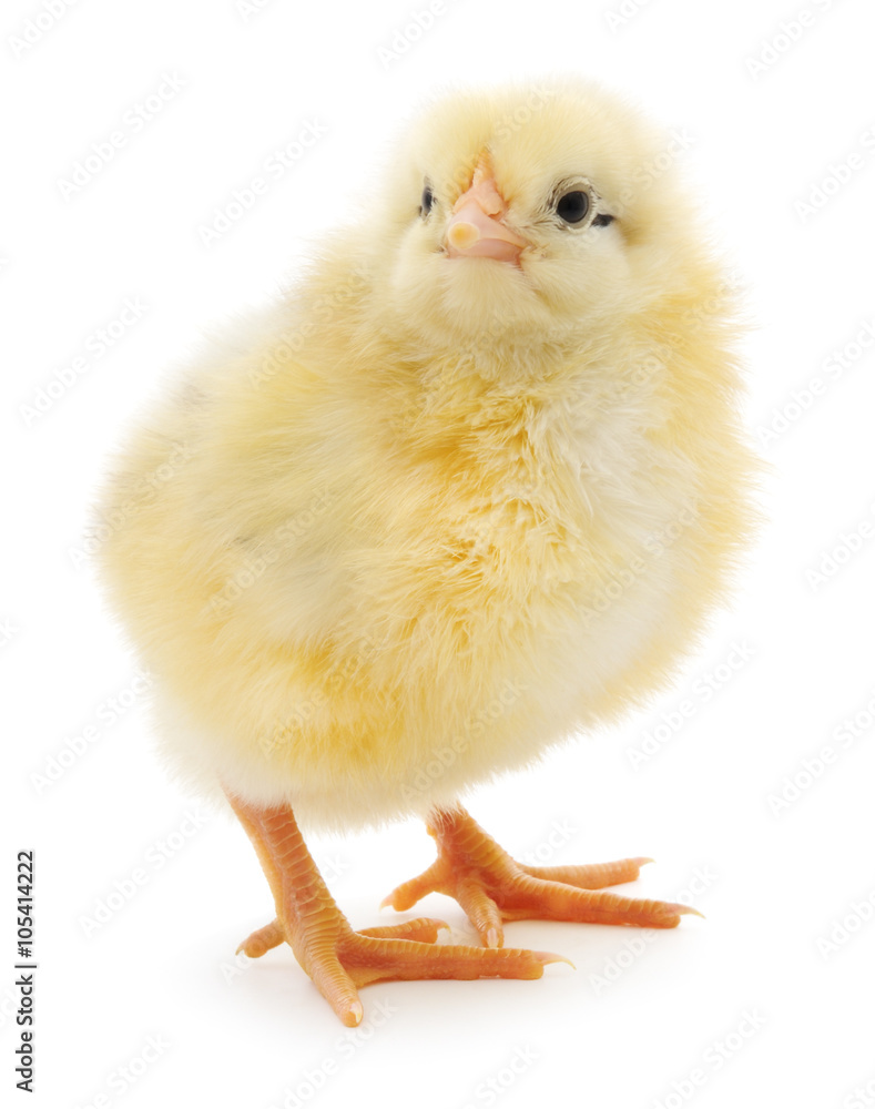 Obraz premium Small yellow chicken