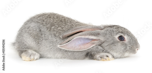 Grey bunny rabbit.