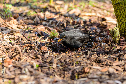 Common blackbird (Turdus merula)