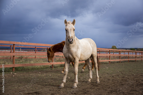 Fototapeta Naklejka Na Ścianę i Meble -  Foal