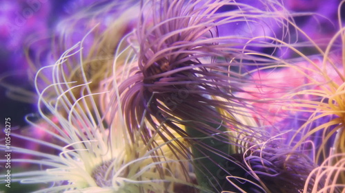 Colorful Anemone Swaying in underwater Current photo