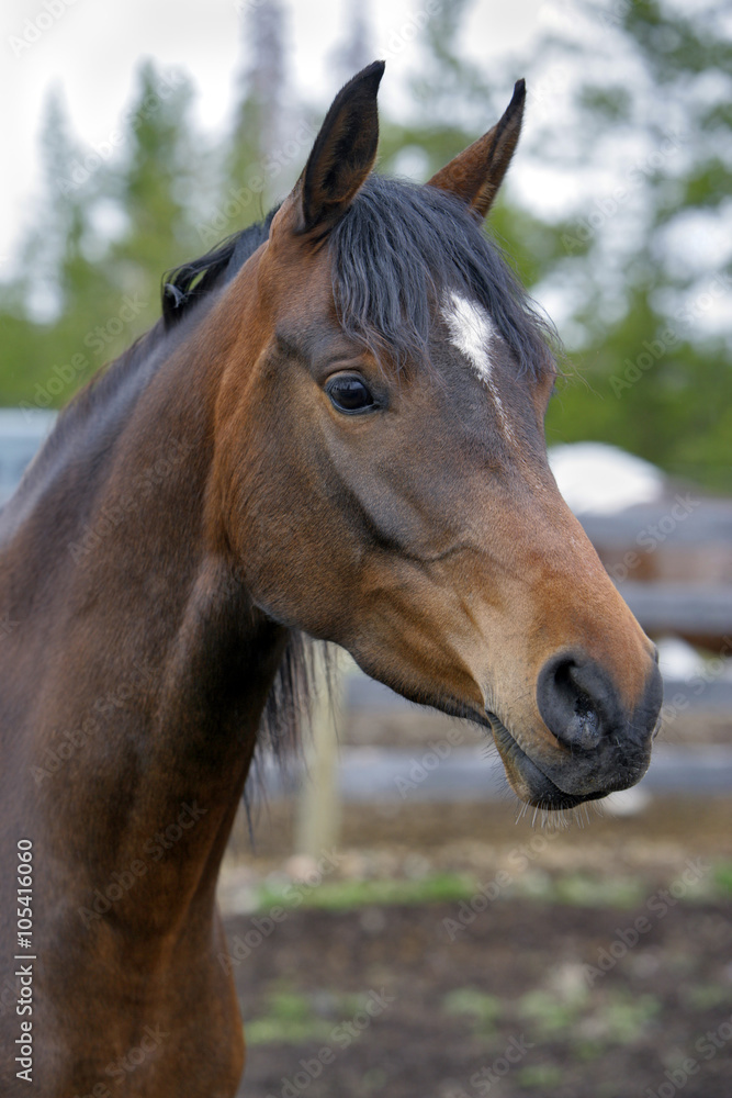 Fototapeta premium Głowa pięknej Bay Arabian Mare