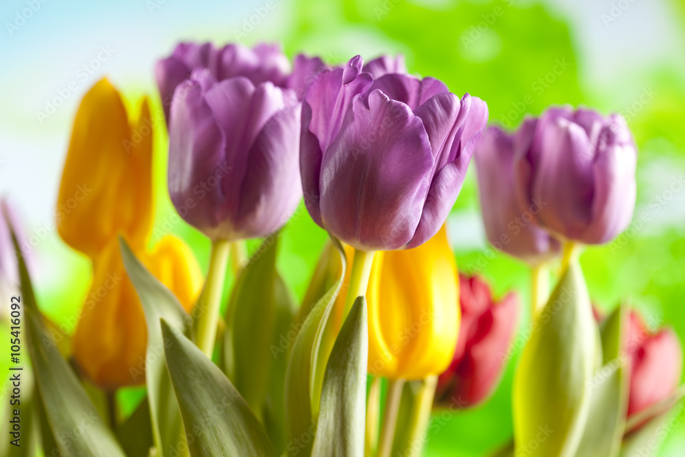 Tulips on nature background Tulips on nature background
