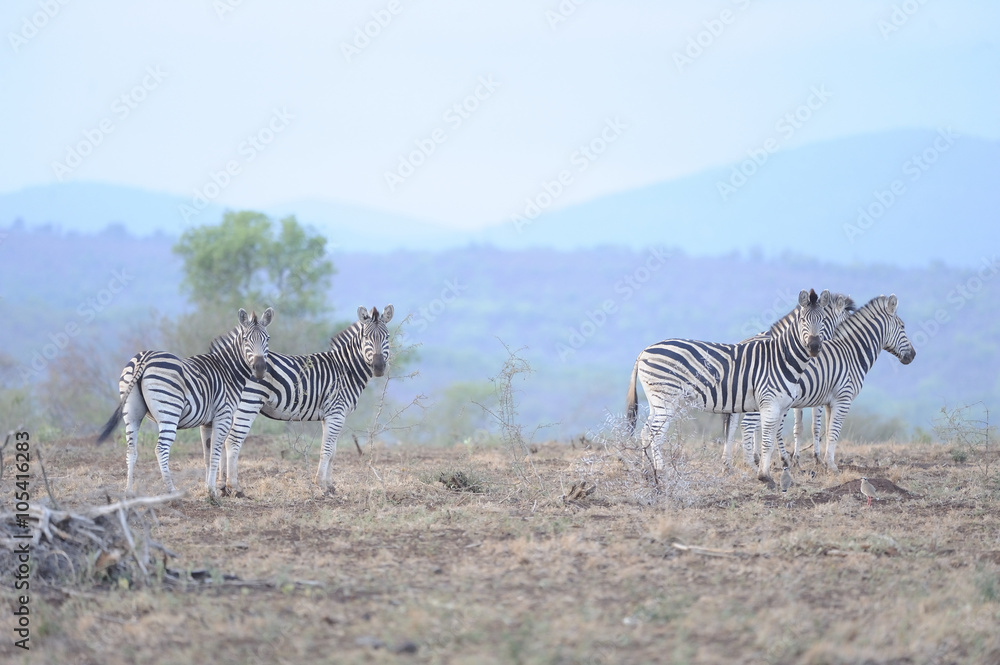 Naklejka premium Zebras (Equus burchelli) pose against an african skyline, Zululand, South Africa.zimanga