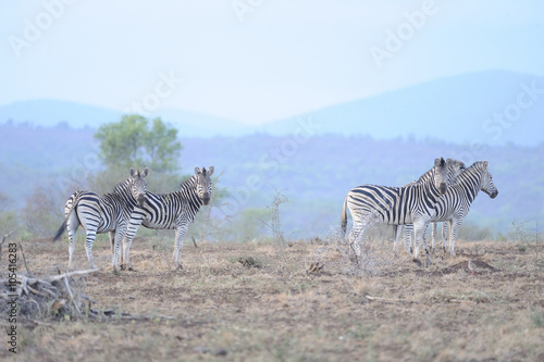 Zebras  Equus burchelli  pose against an african skyline  Zululand  South Africa.zimanga
