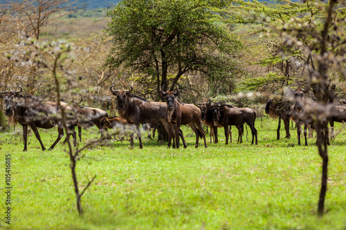 Wildebeest antelopes in the savannah Maasai Mara National Park,