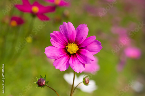 Cosmos flower  Cosmos Bipinnatus  with blurred background