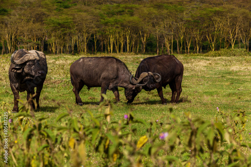 Group of buffalos in Africa  Maasai Mara National Park  Kenya  a