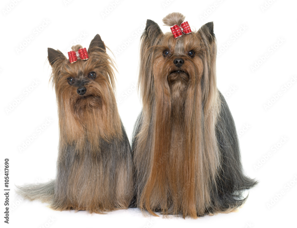 adult yorkshire terrier adult yorkshire terrier