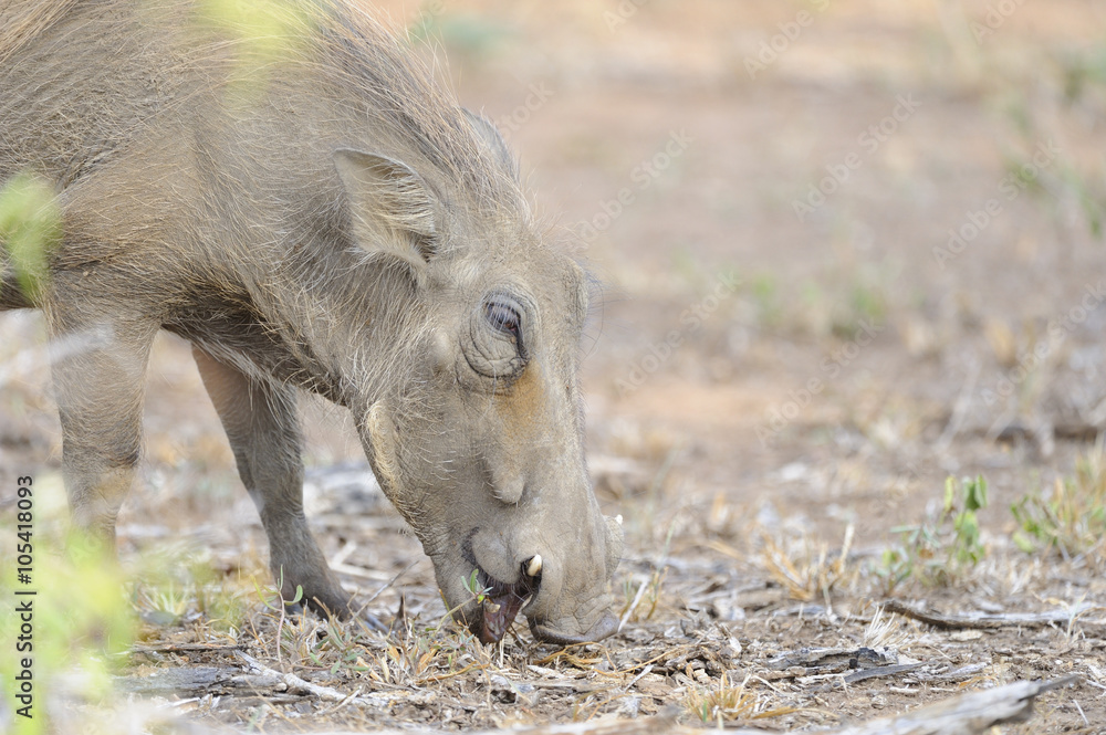 Warthog (Phacochoerus aethiopicus) , foraging during drought, South Africa