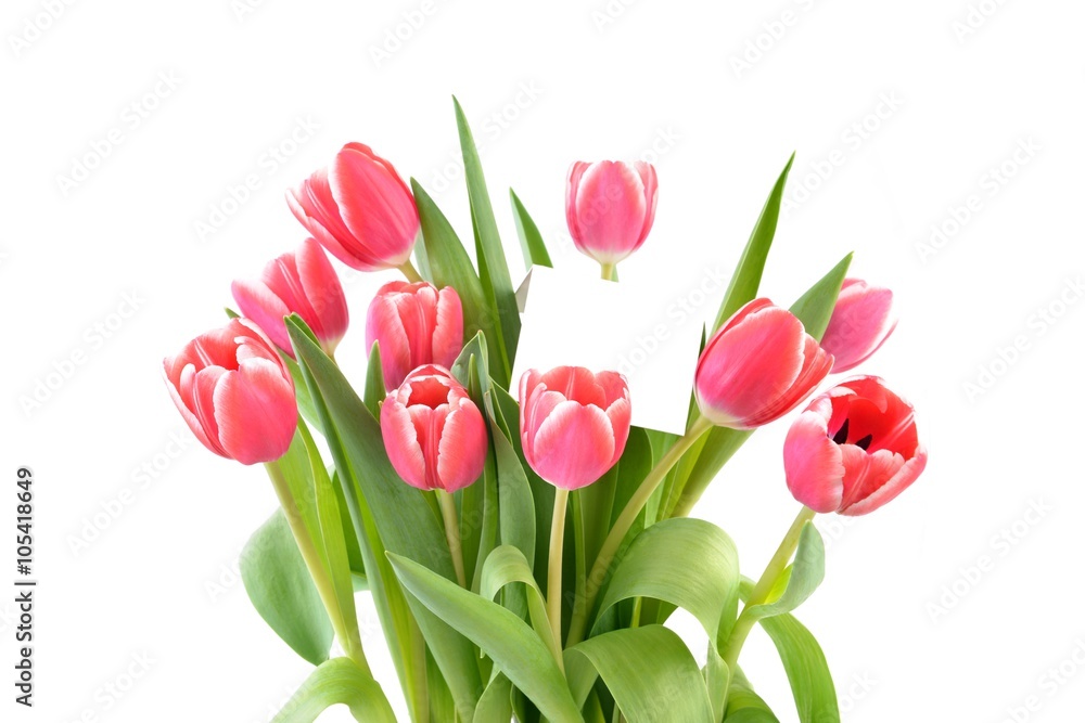 Tulips  on the white background.