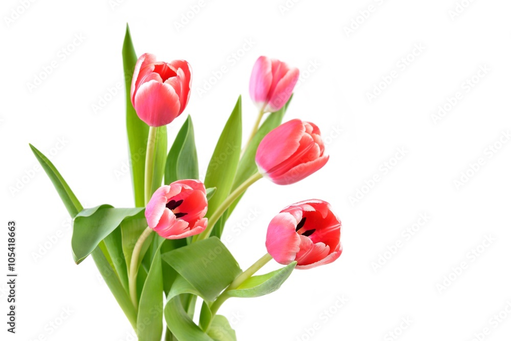 Tulips on the white background. Tulips on the white background.