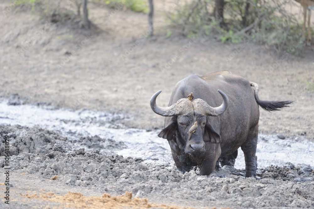 Buffalo at Waterhole during Drought. Imfolosi, South Africa.