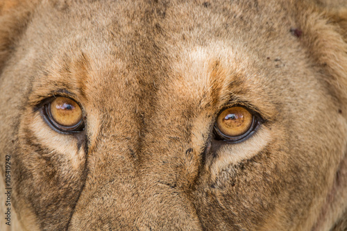 Lioness eyes