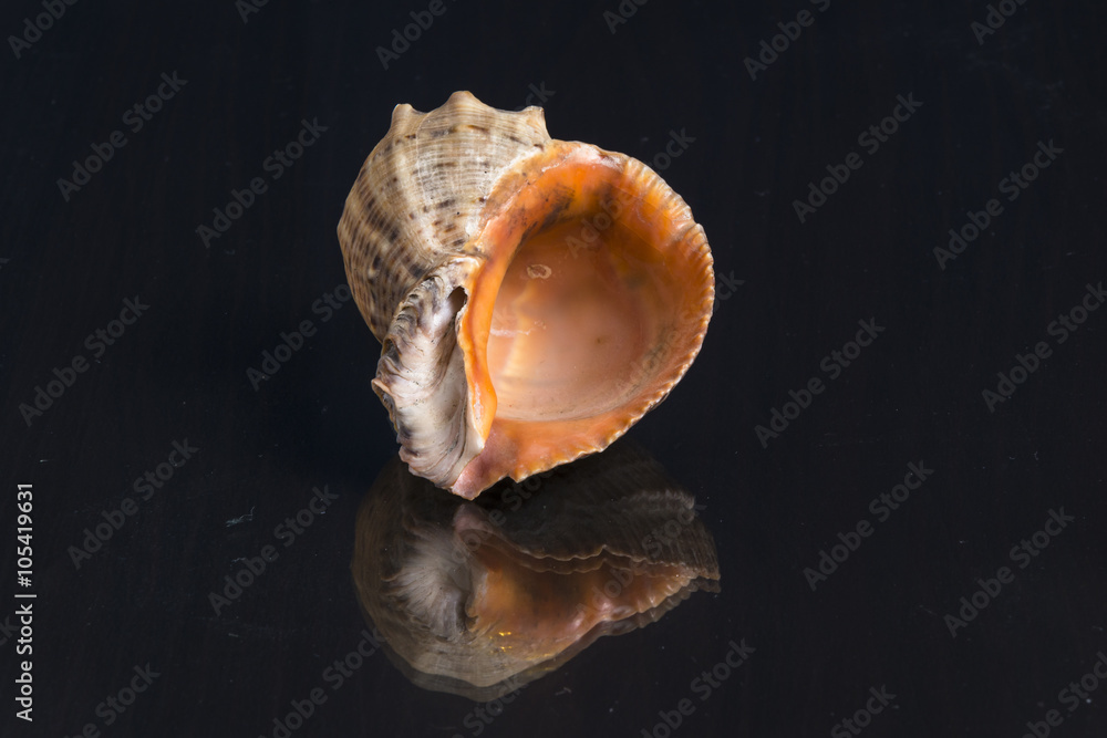 Beautiful sea shell on the mirror wooden table Beautiful sea shell on the mirror wooden table