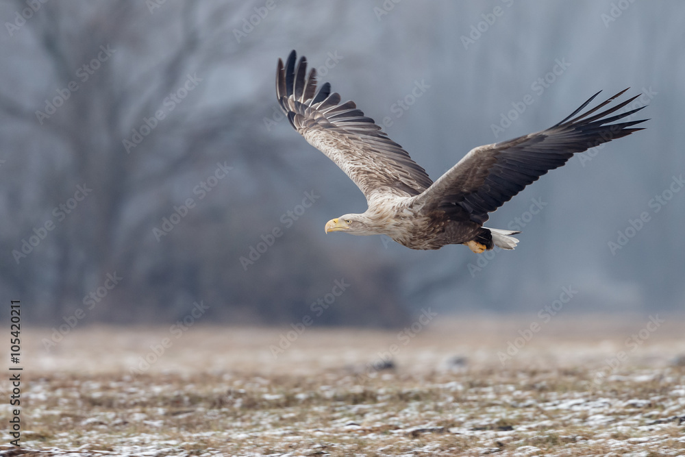 Obraz premium White tailed eagle 
