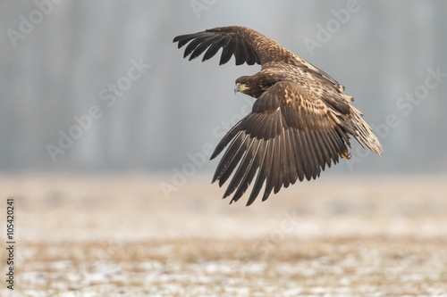 White tailed eagle 