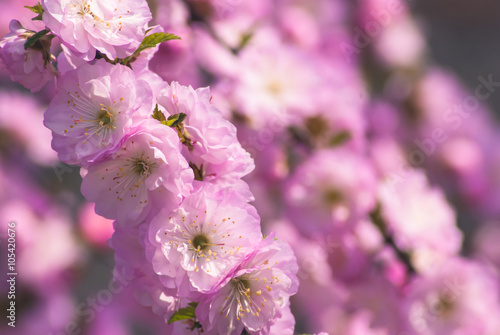Sakura blossom background_2