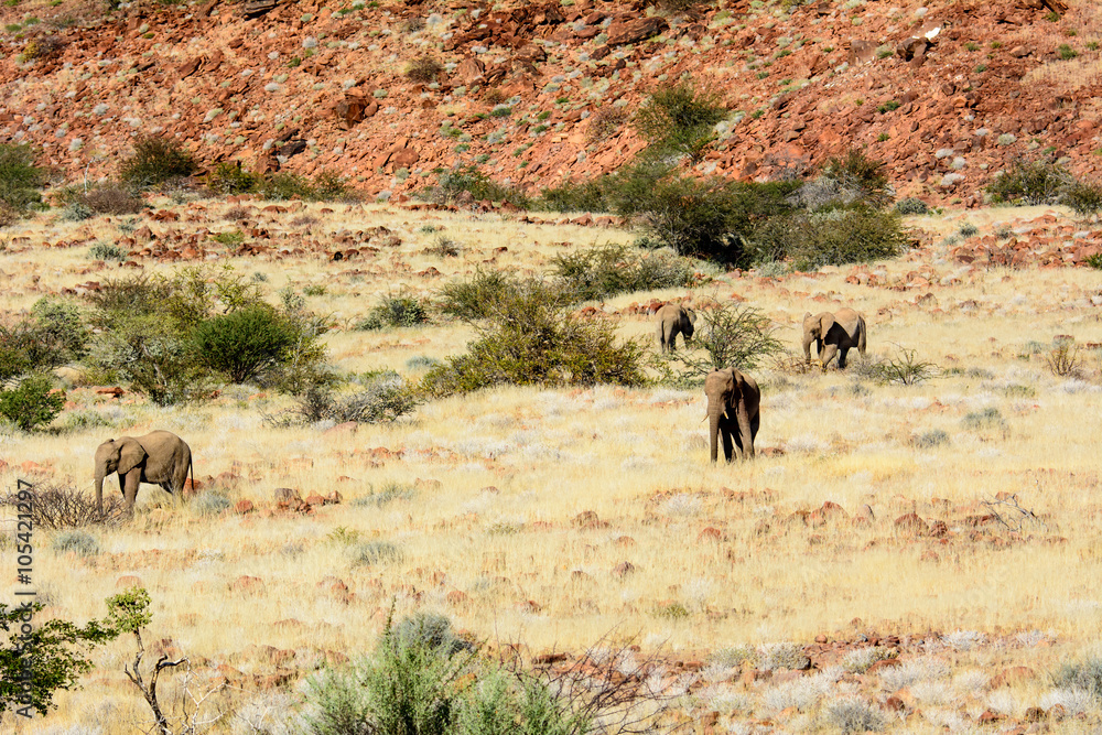 Fototapeta premium Desert elephants in a safari landscape