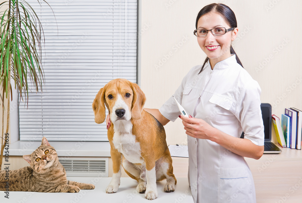 Veterinarian measures the body temperature of a dog and cat.jpg
