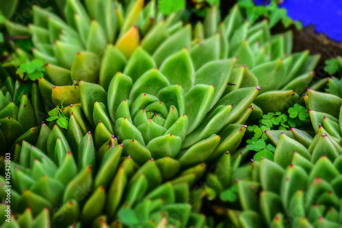 macro picture of cactus plant