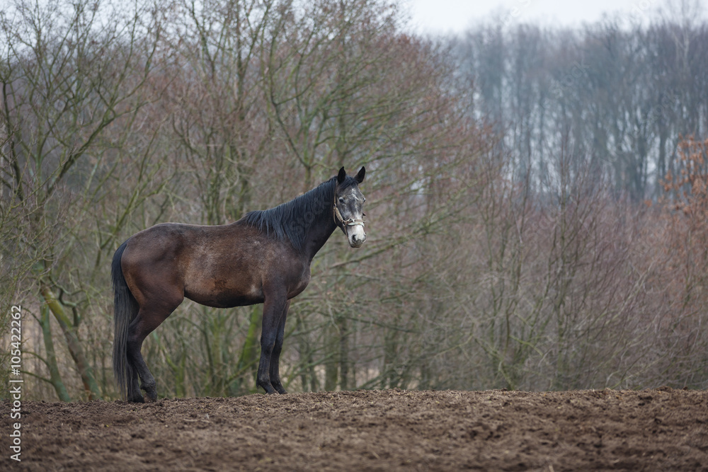 Horse on the meadow