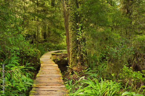 Fototapeta Naklejka Na Ścianę i Meble -  Boardwalk through rainforest, Pacific Rim NP, Canada