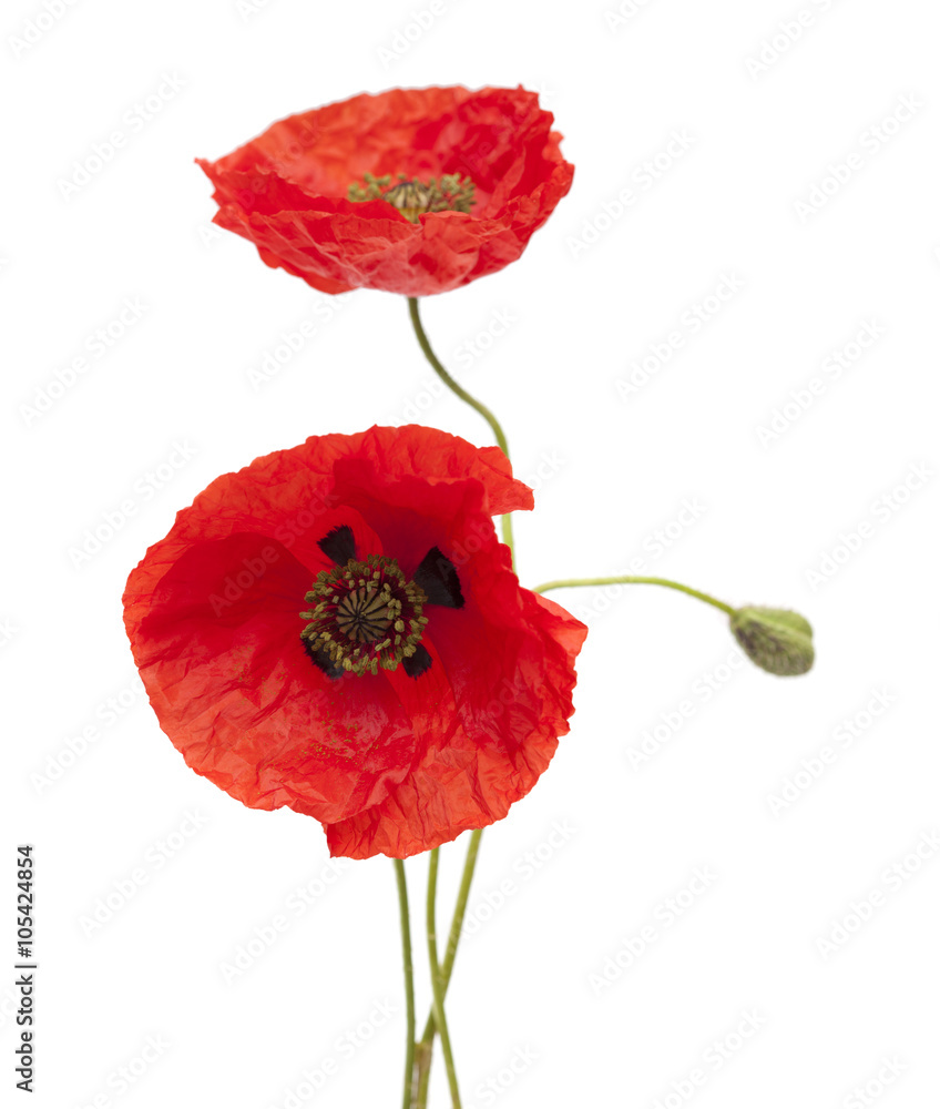 Obraz premium czerwony mak makro