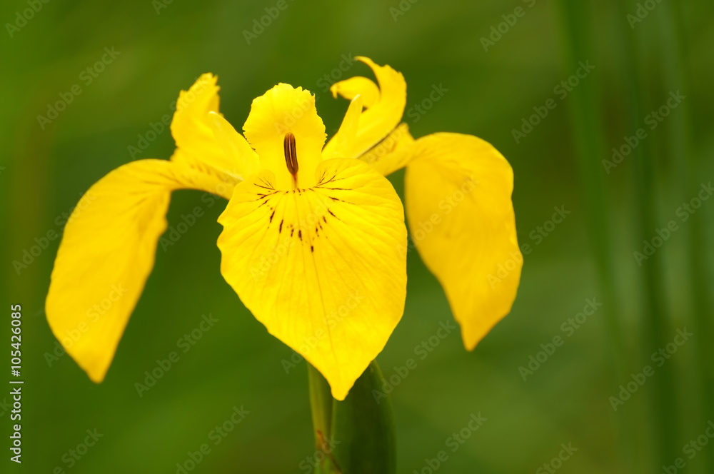 Yellow iris (Iris pseudacorus) Yellow iris (Iris pseudacorus)