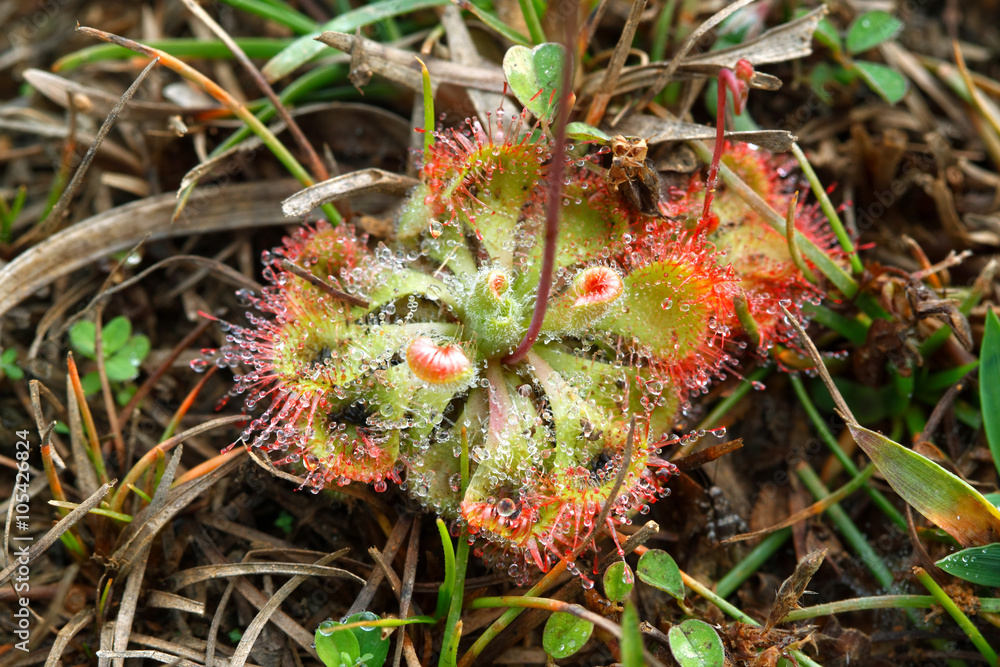 Tropical sundew (Drosera burmannii) : the small carnivorous plant used as a herb in Hindu medicine. Tropical sundew (Drosera burmannii) : the small carnivorous plant used as a herb in Hindu medicine.