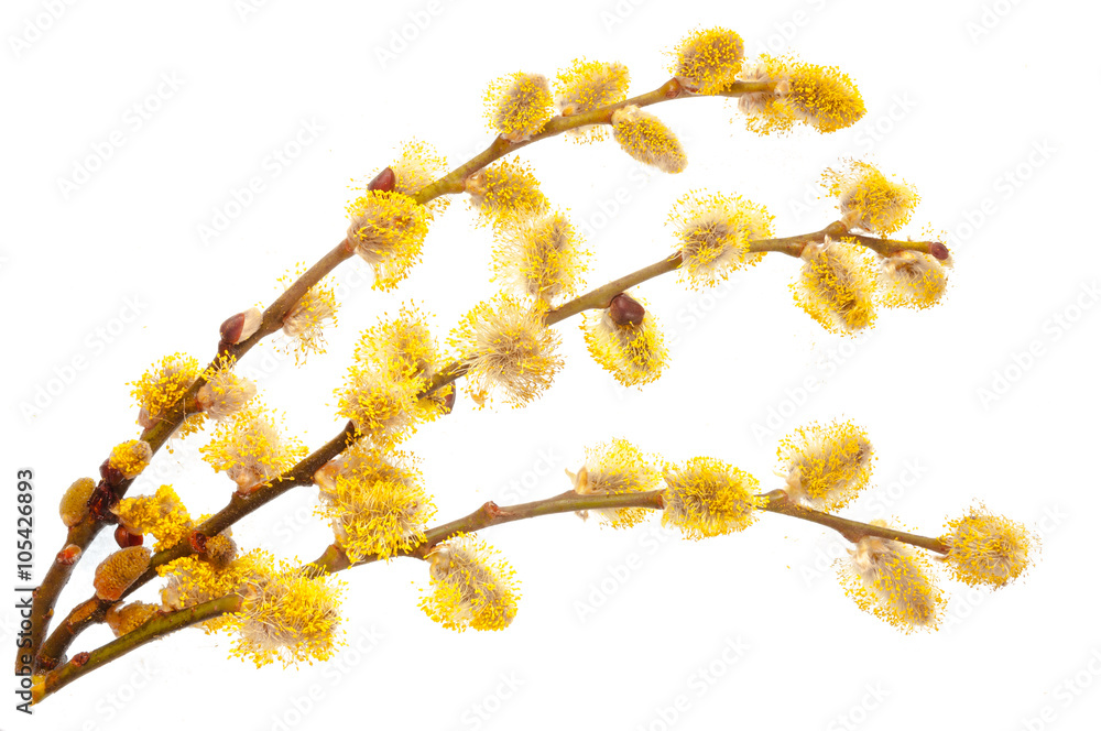 Obraz premium Branches of a young willow on a white background.