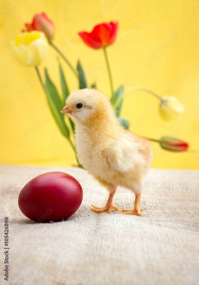 Red egg and yellow chicken Red egg and yellow chicken