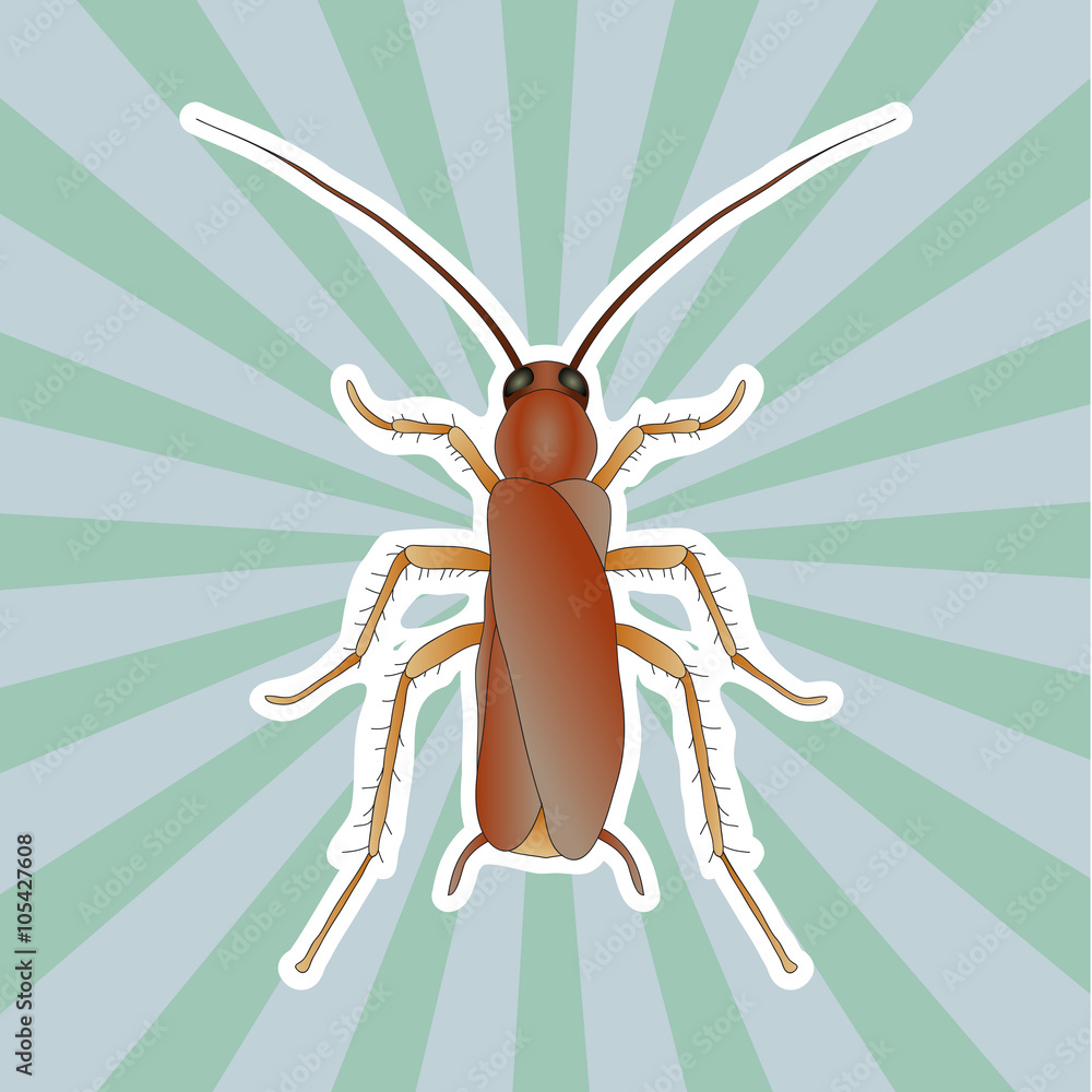 Insect anatomy. Sticker Blattella germanica. cockroach. Sketch of ...