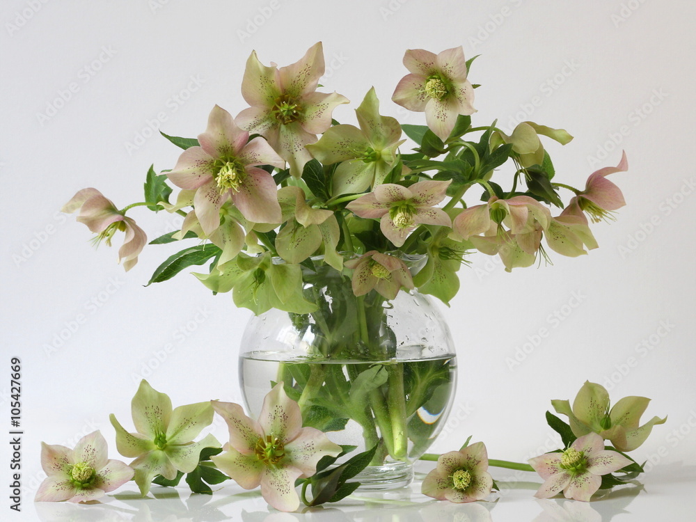 Fototapeta premium Bouquet of spring hellebore flowers in a vase. Floral decoration with helleborus flowers, lenten roses, winter roses.