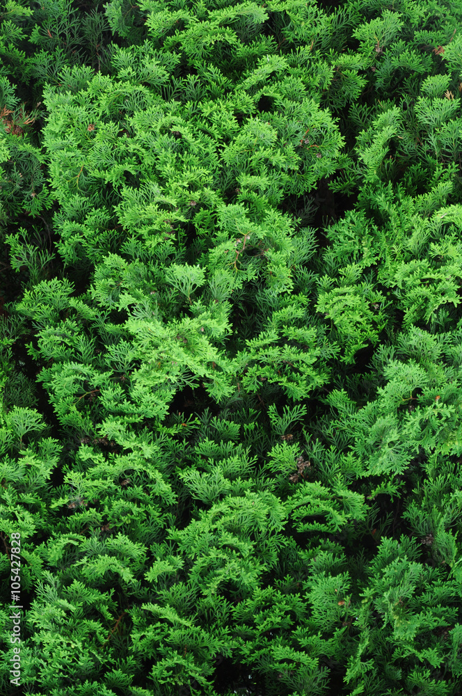 Background from green leaves of arborvitae