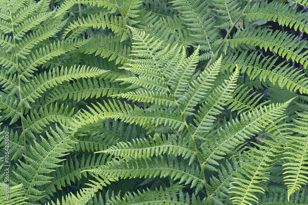 Lady fern (Athyrium brevifrons) Lady fern (Athyrium brevifrons)