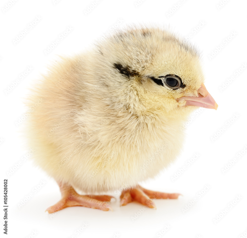 Fototapeta premium Mały żółty kurczak.