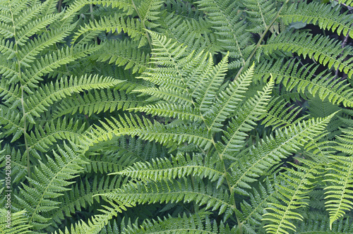 Lady fern (Athyrium brevifrons)