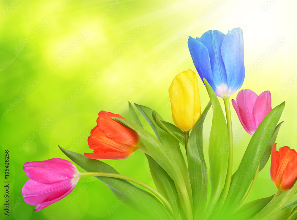 Colorful tulips on natural green background