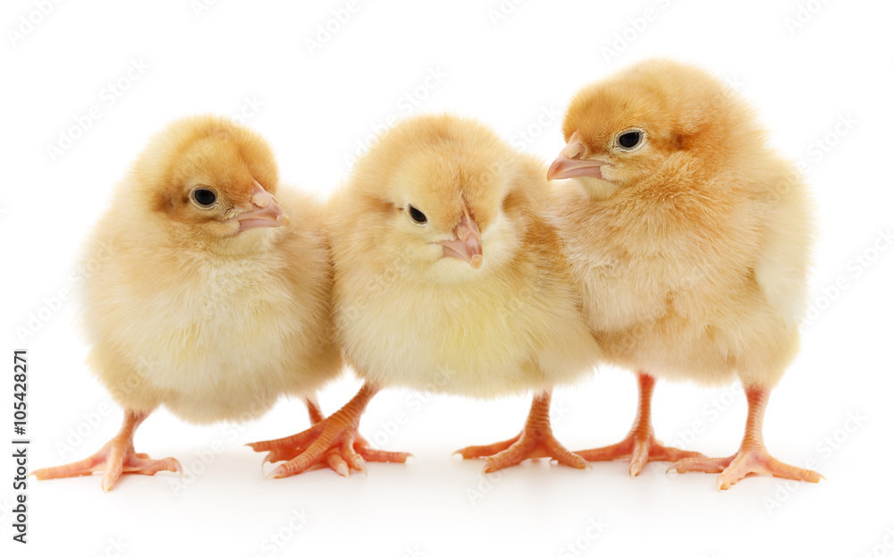 Three yellow chickens.