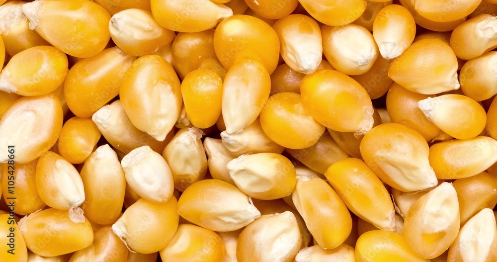 Corn Seeds Closeup Details Background Corn Seeds Closeup Details Background