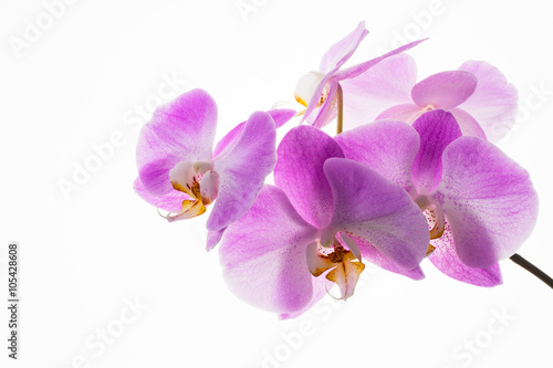 Branch of fresh orchids on white background