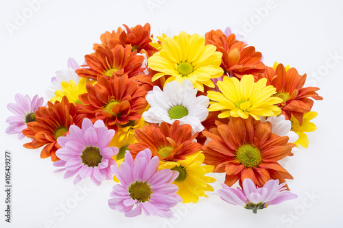 Close up of the colorful chrysanthemum flowers