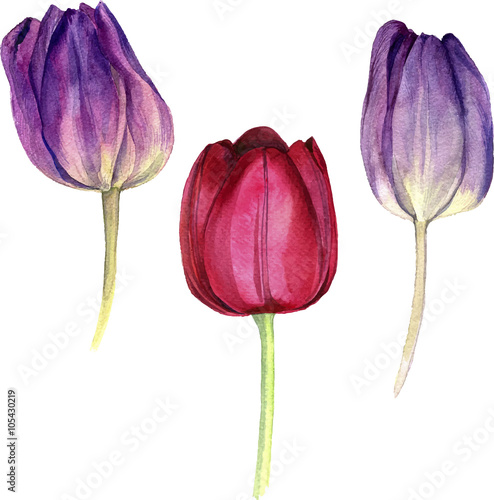 watercolor pink tulip